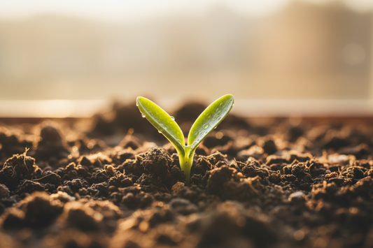 The Pivot of Grace: Giving Up Perfection to Allow Room for Growth