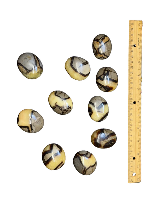 Ten polished oval septarian palm stones with a marbled pattern of yellow, brown, and black are arranged on a white background next to a wooden ruler for scale; ranging from 1-2 inches.